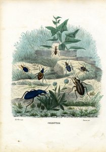 Kaplan ve Yer Böcekleri, 1863-79