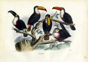 Tukanlar, 1863-79 by Raimundo Petraroja