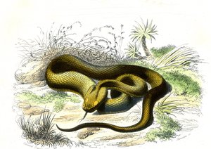 Vipere mızrak ucu (Cophias Lanceolatus) - Doğa Tarihinden Plaka, Bernard Germain de Lacepede (1856-1925), baskı P.Furme, Paris by Raimundo Petraroja