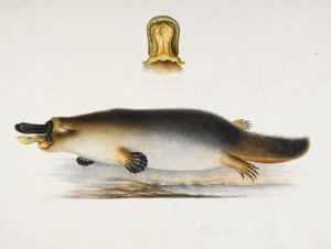Bir havuzun yanında ördek gagalı bir ornitorenk, faturasının bir detayı, c.1820