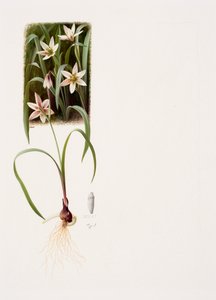 Amana edulis (kağıt üzerine yağlıboya)