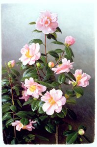 Kamelya Japonica Çeşitleri by Raymond Booth