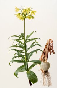 Fritillaria eduardii (tahta üzerine yağlıboya)
