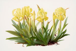 Iris lutescens (kağıt üzerine yağlıboya)