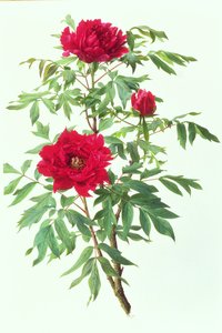 Japon Ağaç Şakayığı