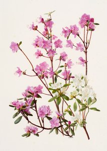Rhododendron dauricum (kağıt üzerine yağlıboya)