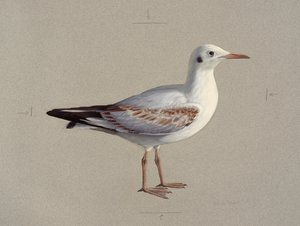 Kış tüyleri içinde yavru bir kara başlı martı çalışması (kağıt üzerine yağlıboya) by Raymond Booth