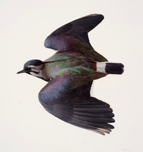 Lapwing çalışması (kağıt üzerine yağlıboya) by Raymond Booth