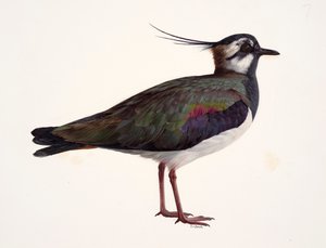 Lapwing çalışması (kağıt üzerine yağlıboya) by Raymond Booth