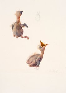Bir karatavuk yuvası üzerine iki çalışma by Raymond Booth