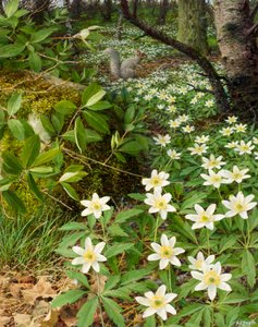 Ahşap anemonlar, Nisan sonu (tahta üzerine yağlıboya) by Raymond Booth