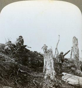 Trones Wood
