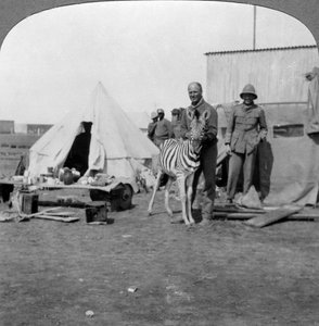 Güney Afrikalı topçular, evcil hayvan zebralarıyla, Doğu Afrika, I. Dünya Savaşı, 1914-1918. by Realistic Travels Publishers