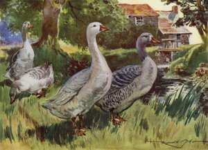 My Farm için İllüstrasyon (renkli lito) by Reginald Mills