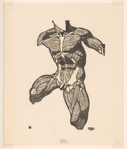 Bir erkeğin boyun, karın ve uyluk kaslarının anatomik çalışması