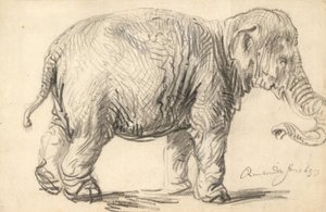 Bir fil by Rembrandt van Rijn