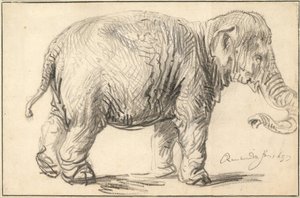 Bir Fil, 1637 by Rembrandt van Rijn