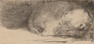 Uyuyan Köpek, c. 1640. by Rembrandt van Rijn