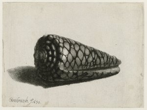 Kabuk (Conus marmoreus) Kabuk by Rembrandt van Rijn