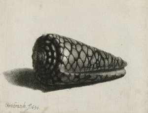 Kabuk (Conus marmoreus), 1650 by Rembrandt van Rijn