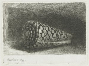 Deniz kabuğu by Rembrandt van Rijn