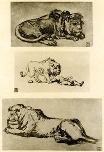 Üç aslan çalışması by Rembrandt van Rijn