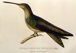 Dev Sinekkuşu (Patagona gigas), trochilidlerden veya sinek kuşlarından ve sinek kuşlarından gravür