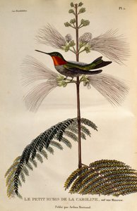 Yakut boğazlı Sinekkuşu (Archilochus colubris), gravür Les trochilidees ou les colibris et les oiseaux-mouches by René Primevère Lesson
