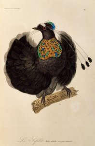 Batı Parotia