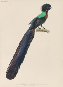 Cennet kuşu, 1835.
