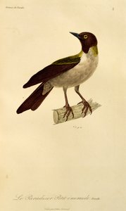 Küçük Cennet Kuşu Dişi (Küçük Cennet), Cennet Kuşları ve Epimagues