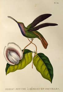 Lazulin Sabrewing (Campylopterus falcatus), trochilidlerden veya sinek kuşlarından ve sinek kuşlarından gravür
