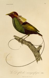 Cennet Kuşu Erkek (Cicinnurus magnificus), Cennet Kuşları ve Epimagues