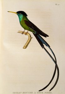 Kırmızı gagalı Streamertail (Trochilus polytmus), Trochilidees veya sinek kuşları ve sinek kuşlarından oyma