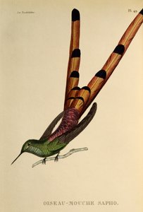 Kızıl Kuyruklu Kuyruklu Yıldız (Sappho sparganurus), trochilidlerden veya sinek kuşlarından ve sinek kuşlarından gravür