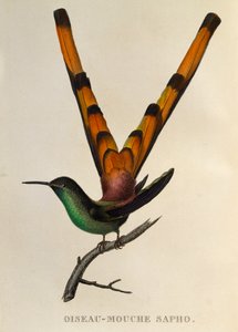 Kızıl Kuyruklu Kuyruklu Yıldız (Sappho sparganurus), trochilidlerden veya sinek kuşlarından ve sinek kuşlarından gravür