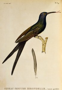 Kırlangıç ​​kuyruklu sinek kuşu (Eupetomena macroura), gravür Les trochilidees ou les colibris et les oiseaux-mouches by René Primevère Lesson