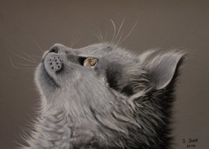 kedi anı