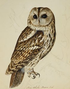 Kahverengi Baykuş (Strix Ulula) by Rev. C. Atkinson