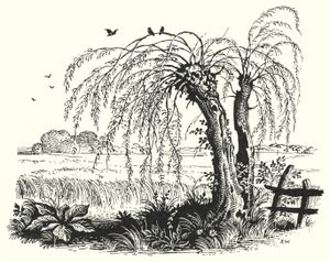 Hans Christian Andersen: Karabuğday (lito) by Rex (after) Whistler