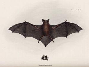 Yarasa, Güney Amerika, c 1832-1836 by John Pardon