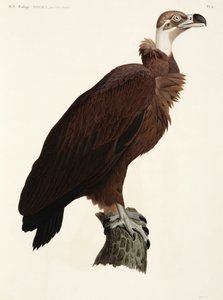 Kahverengi Akbaba, Mısır by John Pardon