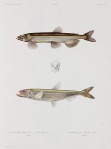 Capelin ve kokusu, İzlanda, 19. yüzyılın başlarında by John Pardon