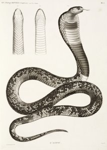 Mısır kobrası by John Pardon