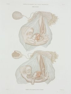 Jinekoloji 40 günlük insan fetüsü, c 1847-1859 by John Pardon