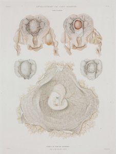Jinekoloji Embriyo ile insan rahmi, c 1847-1859 by John Pardon