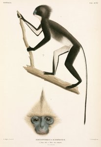 Maymunlar, Sumatra, Endonezya by John Pardon