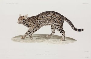 Ocelot, ABD by John Pardon