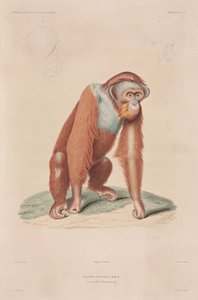 Orangutanlar, Endonezya by John Pardon