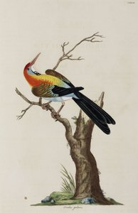 sarı sarısı by John Pardon